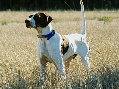 Elhew McDougal:Frozen Semen