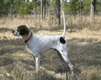 CH Elhew Fibber McGee