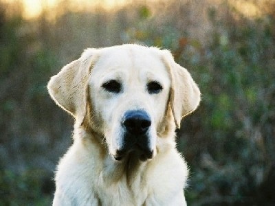 Daisy of Dazzling Duty