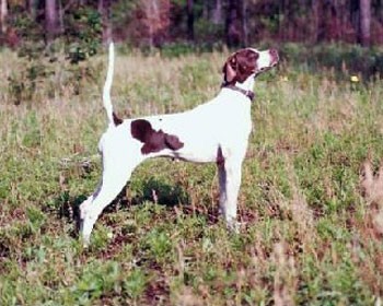 Nat. CH Elhew Dancing Gypsy