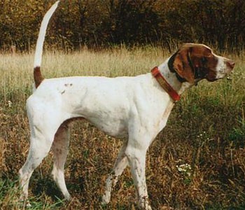 Nat CH Elhew Snakefoot