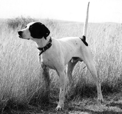 HOF CH Rockacre Blackhawk