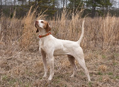 HOF CH Sugarknoll War Paint