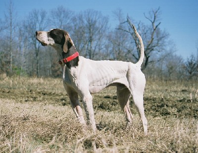 CH Covey Rise Offlee Amazin