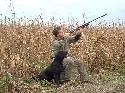 Dove Hunting